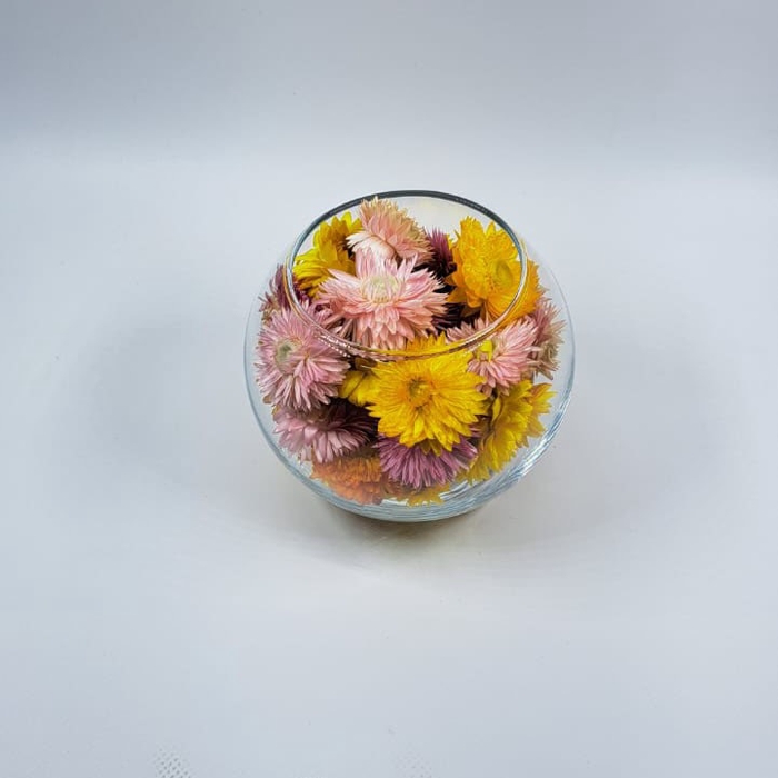 Bol d10cm helichr. geel-roze droog