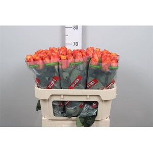 R Gr Confidential B1