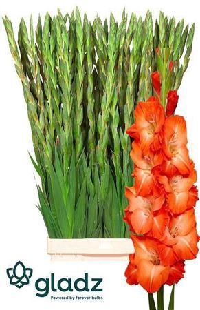 <h4>Glad Gr Stormy</h4>