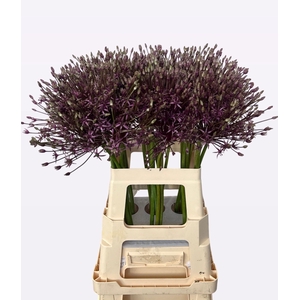 Allium Spider