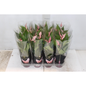 ANTHURIUM LILLI P09 PREMIUM