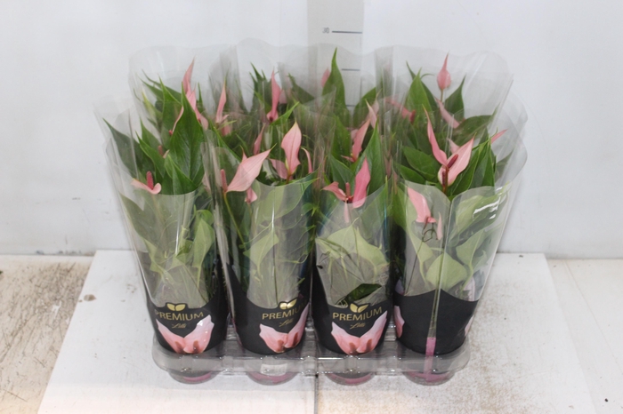<h4>ANTHURIUM LILLI P09 PREMIUM</h4>