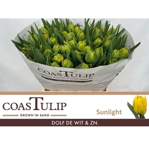 Tulipa do sunlight