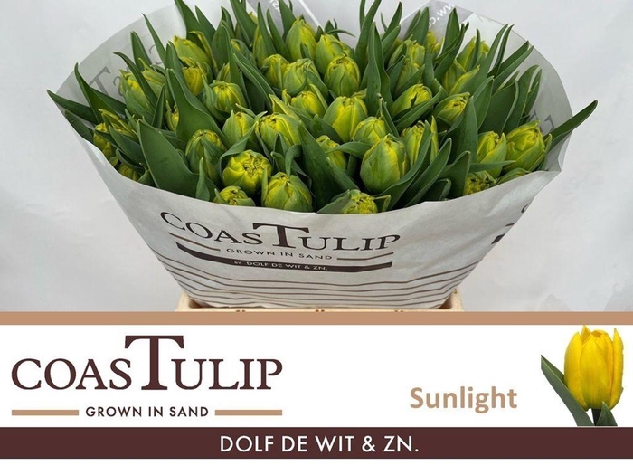 <h4>Tulipa do sunlight</h4>