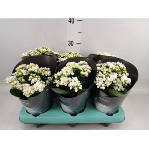 Kalanchoe blos. 'Supernova'