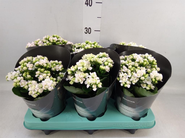 <h4>Kalanchoe blos. 'Supernova'</h4>