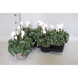 Cyclamen  Super Serie XXL Cream White