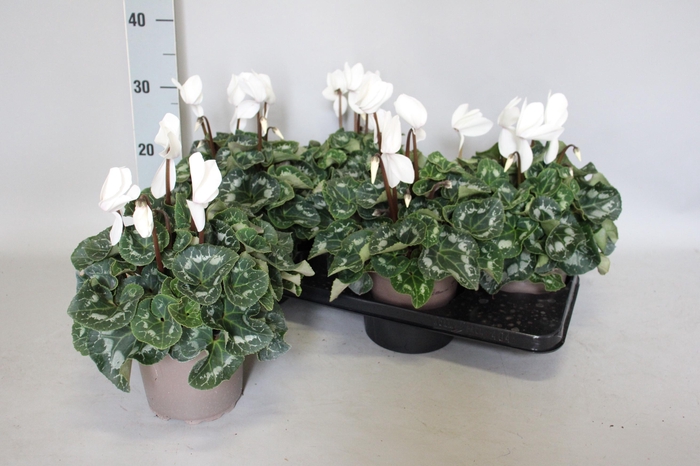 <h4>Cyclamen  Super Serie XXL Cream White</h4>