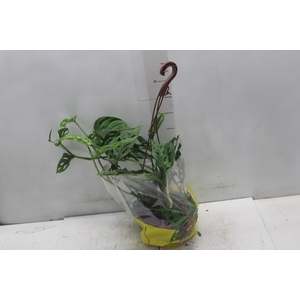 MONSTERA OBLIQUA ADANSONII C18