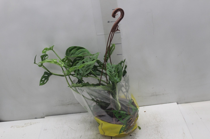 <h4>MONSTERA OBLIQUA ADANSONII C18</h4>