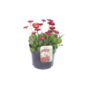 Bellis perennis Tasso Red