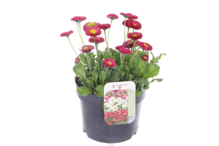 <h4>Bellis perennis Tasso Red</h4>