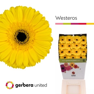 Gerbera diamond westeros