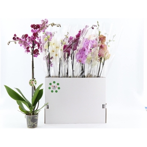 PHAL GEM 8 KL