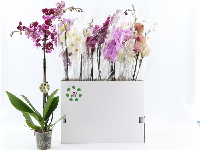 <h4>PHAL GEM 8 KL</h4>