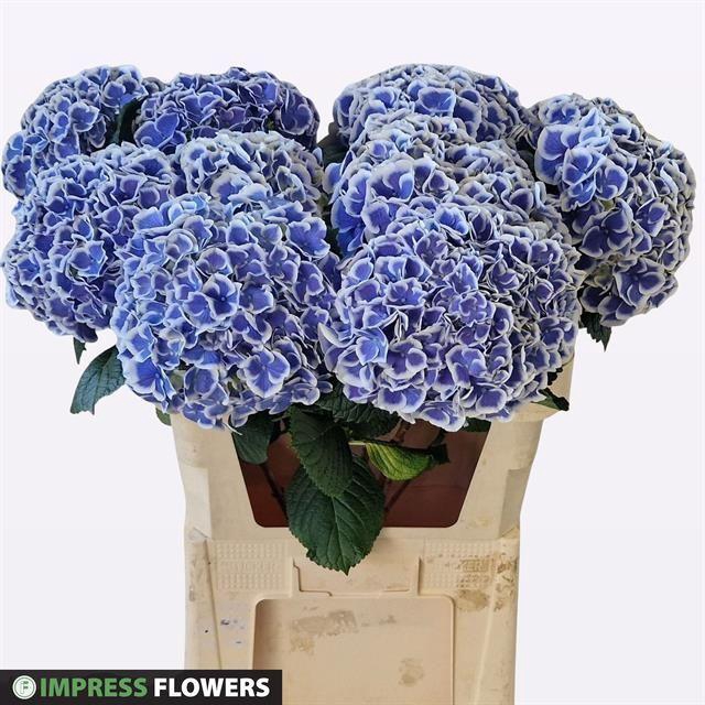 <h4>HYDR M BEAU DALI</h4>