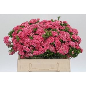 Dianthus Br Doblino Salmon