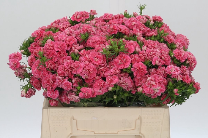 <h4>Dianthus Br Doblino Salmon</h4>