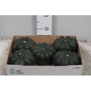 Cucurbita Mo Hayato