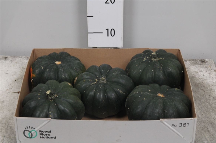 <h4>Cucurbita Mo Hayato</h4>