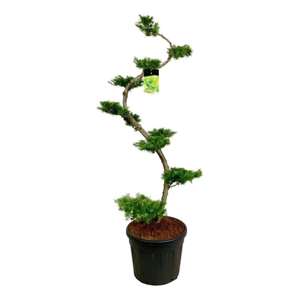 <h4>Larix kaempferi</h4>
