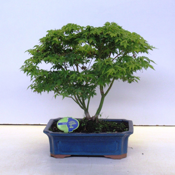 <h4>acer palmatum "little princess"</h4>