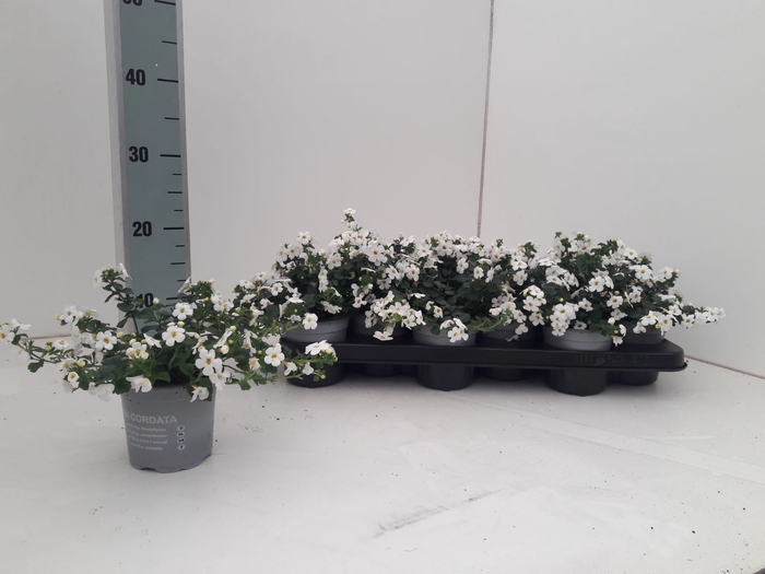 <h4>SUTERA SNOWFLAKE</h4>