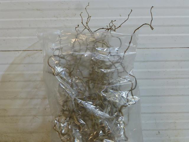 <h4>Corylus Av Contorta</h4>