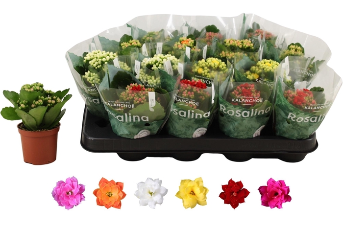 <h4>KAL GE RO GEM 5 KL</h4>