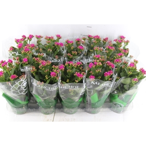 KALANCHOE DOBRADO P11 LILAS