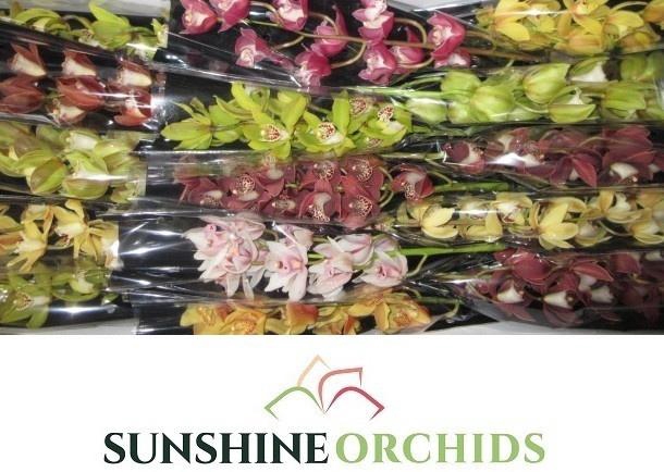 <h4>CYMB MI GEM</h4>