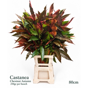 CASTANEA SAT KLB H%
