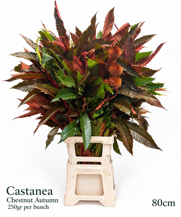 <h4>CASTANEA SAT KLB H%</h4>