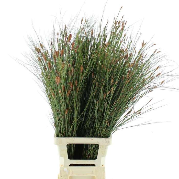 <h4>Bell Reed Abs Red</h4>