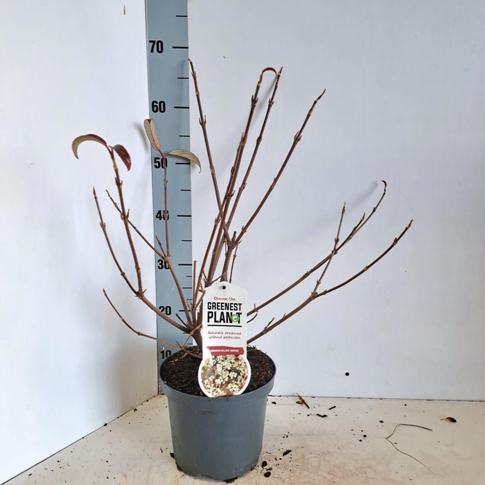 <h4>Viburnum hillieri Winton</h4>