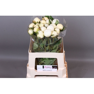 Paeonia Bridal Shower | Heavy Quality