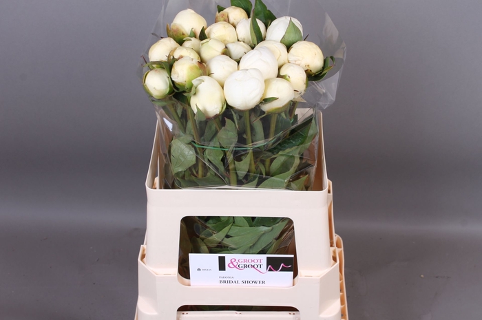 <h4>Paeonia Bridal Shower | Heavy Quality</h4>