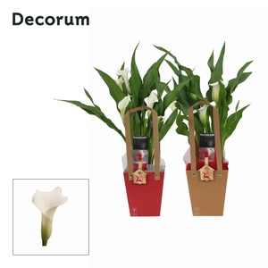 Zantedeschia (Calla) Wit in Giftbag KERST (Decorum)