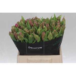 Tulipa Parkiet Marvel Parrot