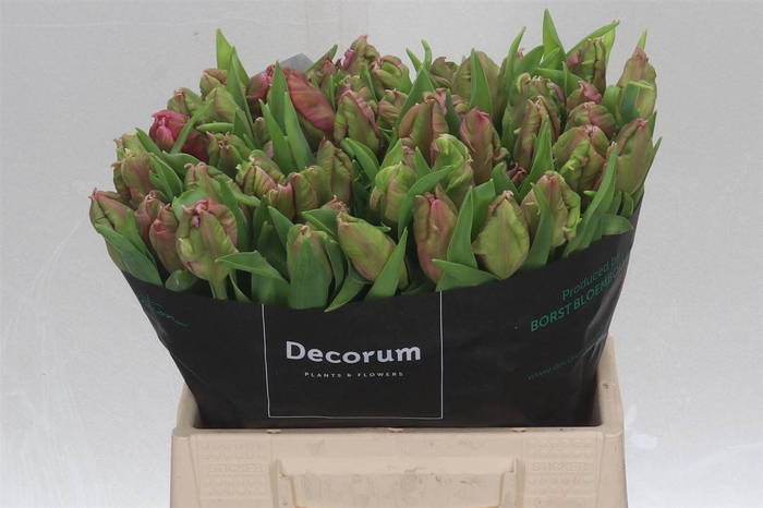 <h4>Tulipa Parkiet Marvel Parrot</h4>