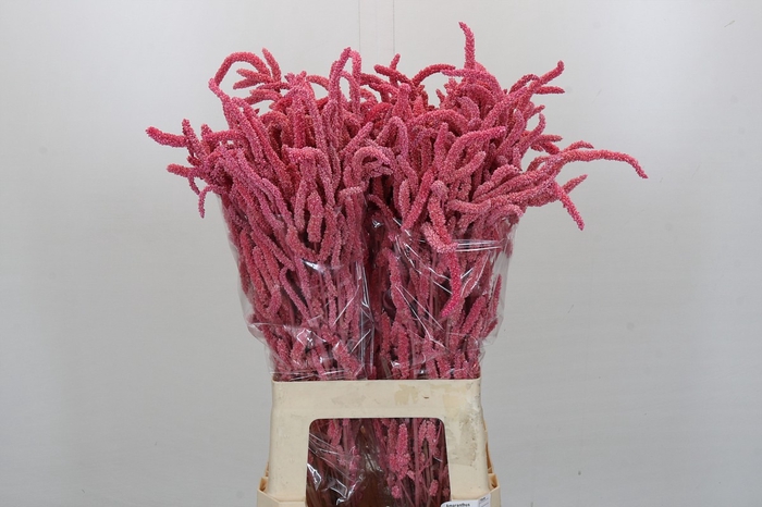 <h4>Amaranthus Yearming Desert New Rose</h4>