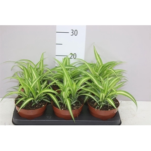 Chlorophytum Co Variegatum