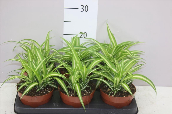 <h4>Chlorophytum Co Variegatum</h4>
