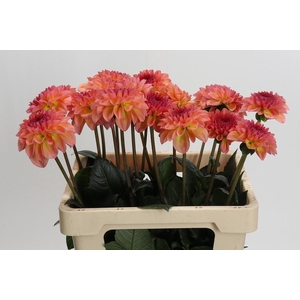 Dahlia Chanel