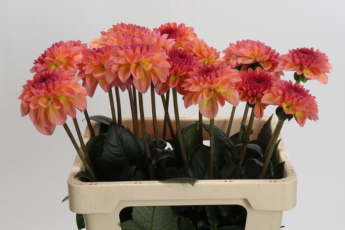 <h4>Dahlia Chanel</h4>