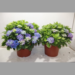 Hydr M Early Blue