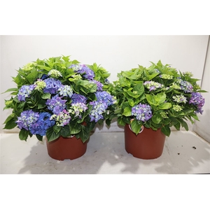 Hydr M Early Blue
