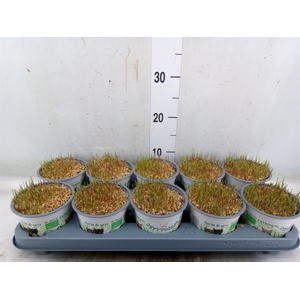 Hordeum sp.   ...kattegras zaai