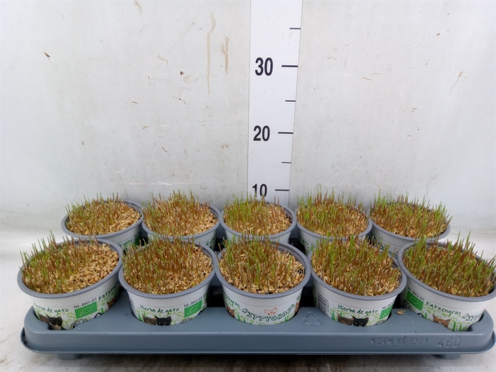 <h4>Hordeum sp.   ...kattegras zaai</h4>