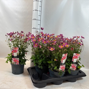 ANEM X HYBRIDA